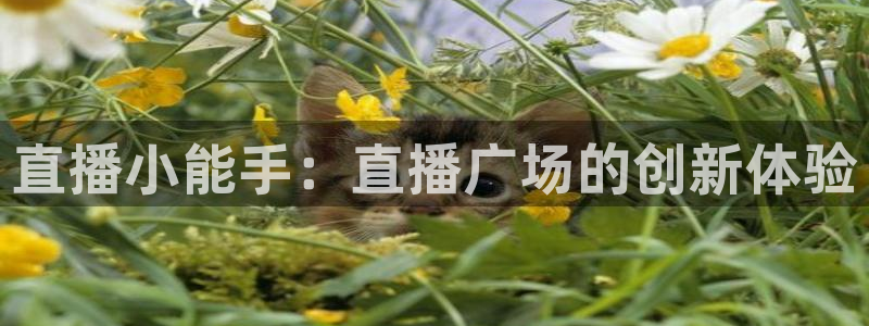 看球吧直播 在线观看