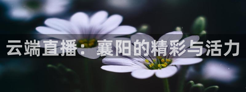 看球吧在线直播：云端直播：襄阳的精彩与活力